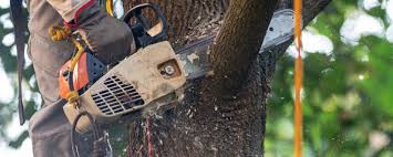 Best Fruit Tree Pruning  in Lansford, PA