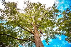 Best Tree Cabling and Bracing  in Lansford, PA