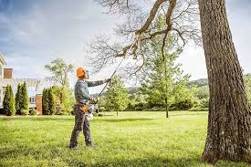 Tree and Shrub Care in Lansford, PA