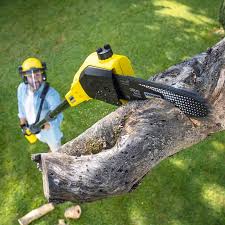 Best Commercial Tree Services  in Lansford, PA