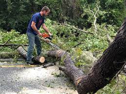 Best Palm Tree Trimming  in Lansford, PA