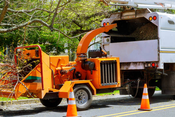 Best Stump Grinding and Removal  in Lansford, PA