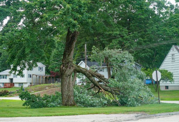 How Our Tree Care Process Works  in  Lansford, PA