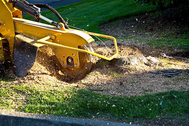 Best Sod Installation  in Lansford, PA