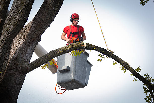 Best Utility Line Clearance  in Lansford, PA