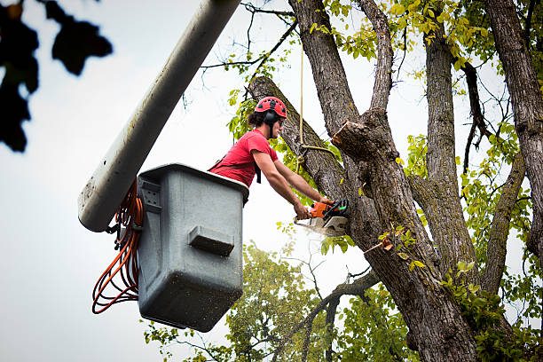 Best Tree Mulching Services  in Lansford, PA